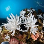 Određeni korali bi mogli da nadmaše klimatske promjene