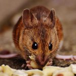 Keto dijeta je najefikasnija u malim dozama, pokazuje istraživanje na miševima