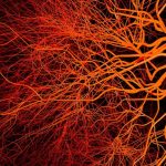 Ubrizgavanje nanočestica u krv suzbija oticanje mozga, pokazuje istraživanje na  miševima