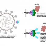 AeroNabs – nanozaštita od Sars-CoV II virusa inspirisan Lamama